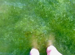 Учёный Олег Степаньян объяснил, почему в Анапе цветёт море