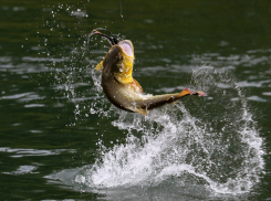 Рыбалка в Чёрном море для анапчан будет проходить по новым правилам: законодатели постарались