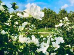 Символ красоты и здоровья – в Анапе расцвел гибискус