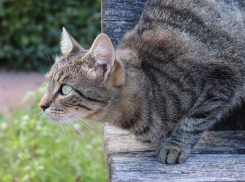 Гороскоп для анапчан с 6 по 12 июля: Рыбы, будьте осторожны во всём