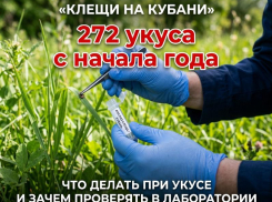 С начала года от укусов клещей на Кубани пострадало 272 человека, 107 из которых — дети