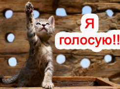 Завтра голосование за участников конкурса "Самый красивый кот Анапы"