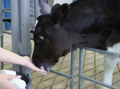 Первый теленок-клон на Кубани: анапчане могут выбрать имя для будущей чемпионки