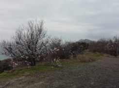 Погибшие деревья и лохмотья на ветвях: во что люди превращают красочные места Анапы 