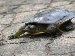 Гостья с Дальнего Востока: под Анапой поймали хищную китайскую черепаху