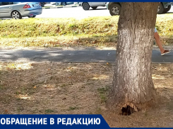  Чтобы не случилось беды: анапчанка просит убрать сгнившее дерево