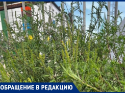 «Всё в этой траве»: анапчанин об опасном сорняке – амброзии 
