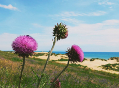 Ужасный или прекрасный: в Анапе зацвел чертополох
