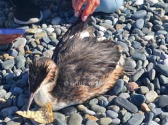 Анапчане сообщают о «массовой гибели» птиц в районе курорта