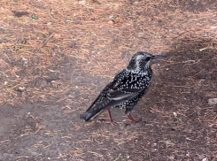 В сквере Гудовича была замечена птица-имитатор - певчий скворец