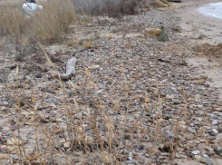 Для пляжей Анапы появилась новая угроза