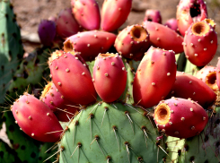 В Анапе растет легенда среди кактусов – опунция