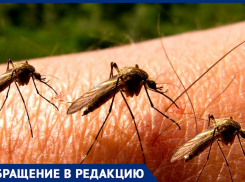 Нашествие комаров: анапчане просят власти обработать  территории