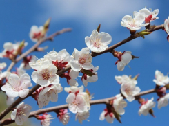 Ясная погода 30 апреля будет держаться весь день