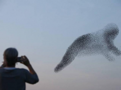 Уникальное зрелище: тысячи птиц под Анапой исполнили фантастический небесный танец