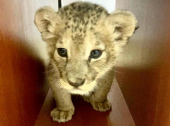 В Анапе спасли еще одного маленького «царя зверей»