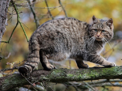 Живет в дуплах и отлично плавает – под Анапой можно встретить краснокнижного кавказского лесного кота