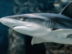  Кому в Анапе нужна домашняя акула? Продается!