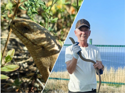 Неравнодушие спасло желтопузика: анапчанин помог краснокнижной ящерице вернуться в естественную среду