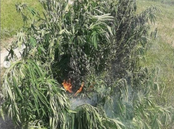 Под Анапой сожгли 86 кустов растения, похожего на коноплю