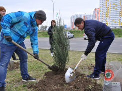 В Анапе жители новостроек высадили можжевельник и берёзы
