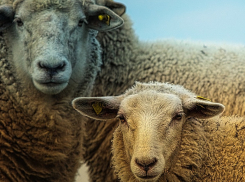 Рядом с Анапой была пресечена попытка перевозки 80 овец без документов о прививках