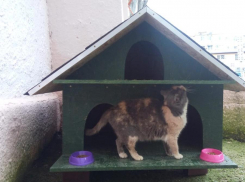 В 12 микрорайоне Анапы появилась первая новостройка для кошек на 3 квартиры