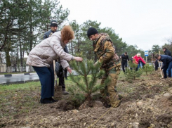  100 сосен прибавилось в зелёном наряде на Пионерском проспекте в Анапе