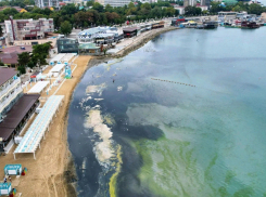 Несобранная камка и дельфины у берега: обстановка на море в середине сентября 