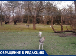 Анапчанка предлагает усыпить бездомных собак возле парка «Джунгли»