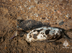 МЧС и волонтёры спасли птиц во время уборки мазута в Анапе