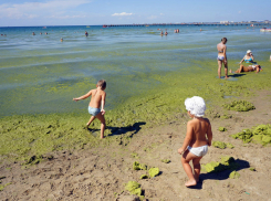 Отдыхающим в Анапе больше не придется плавать среди водорослей