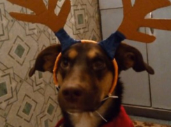 Анапский олень пристраивается в надёжные руки