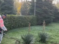 В Анапе стартовал весенний покос травы