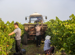 Собрали почти 14 тысяч тонн: в Анапе полным ходом идет уборка винограда 