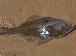 Полмиллиона может заплатить житель Большого Утриша за пойманную камбалу