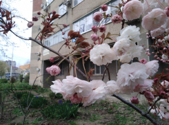 Сегодня в Анапе дождя не будет