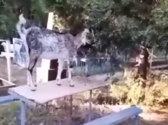 Козы бегают по кладбищу и портят памятники в хуторе под Анапой