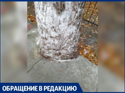 Деревья на улице Астраханской в Анапе «закатали в бетон»