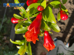 Рубиновый плод – в Анапе зацвел гранат