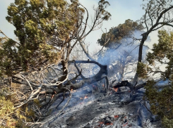 Причиной пожара в «Утрише» под Анапой мог быть поджог?