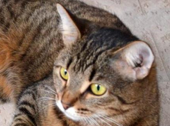  За безответственное отношение к животным анапчан будут судить