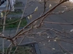 Погода обманула природу: в Анапе распускается редкая для нашего города магнолия