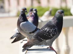 Анапские любимчики: голуби могут представлять опасность для здоровья