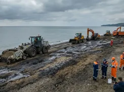 Миллионы за гибель краснокнижных животных: на Кубани озвучили сумму ущерба после разлива мазута — кто ответит за экологическую катастрофу?