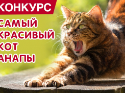 Конкурс "Самый красивый кот Анапы" стартовал! Участвуйте и выигрывайте призы