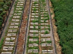В Уташе под Анапой построят улиточную ферму и винзавод – начальные инвестиции составят 800 млн рублей