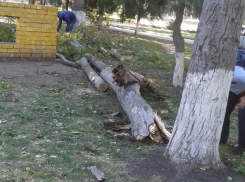 Выбитые стёкла и вырванные деревья: что сильный ветер натворил в Анапе