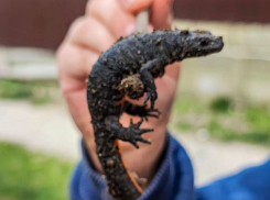 Микродинозавр или амфибия: в Анапе обнаружили саламандру