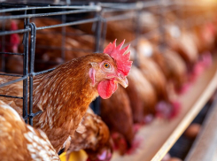 Почему в магазинах Анапы подорожало мясо птицы – аналитики